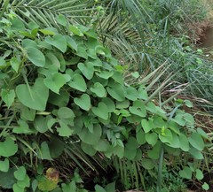 Cissampelos mucronata