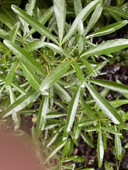 Choisya ×dewitteana