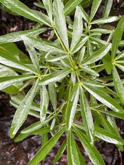 Choisya ×dewitteana