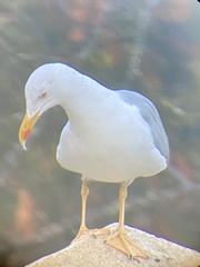 Larus michahellis