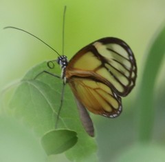 Pteronymia medellina