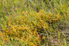 Thesium cupressoides