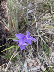 Patersonia occidentalis