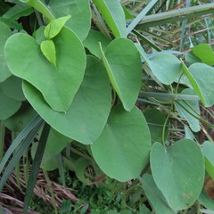 Cissampelos mucronata