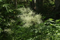 Aruncus sylvester