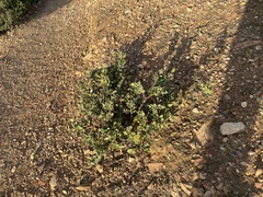 Arctostaphylos catalinae