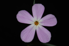 Phlox longifolia longifolia