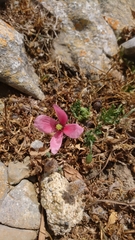 Papaver dubium lecoqii