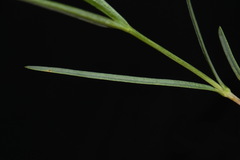 Phlox longifolia longifolia