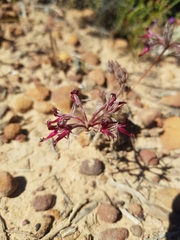 Pelargonium ellaphieae