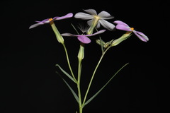 Phlox longifolia longifolia