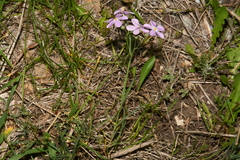Phlox longifolia longifolia