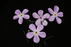 Phlox longifolia longifolia