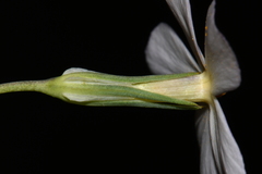 Phlox longifolia longifolia