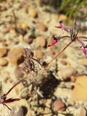 Pelargonium ellaphieae