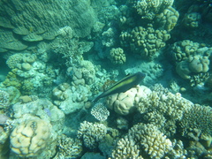 Cetoscarus bicolor