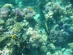Cetoscarus bicolor