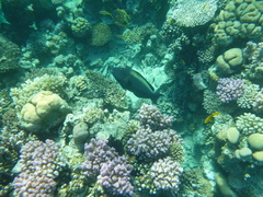 Cetoscarus bicolor