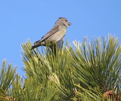 Loxia curvirostra sitkensis