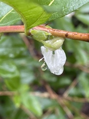 Lonicera × purpusii
