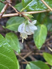 Lonicera × purpusii