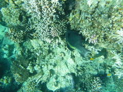 Cetoscarus bicolor