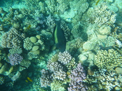 Cetoscarus bicolor