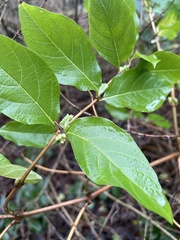 Lonicera × purpusii