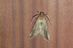 Pantographa limata