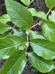 Lonicera × purpusii