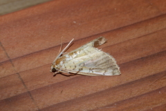 Pantographa limata