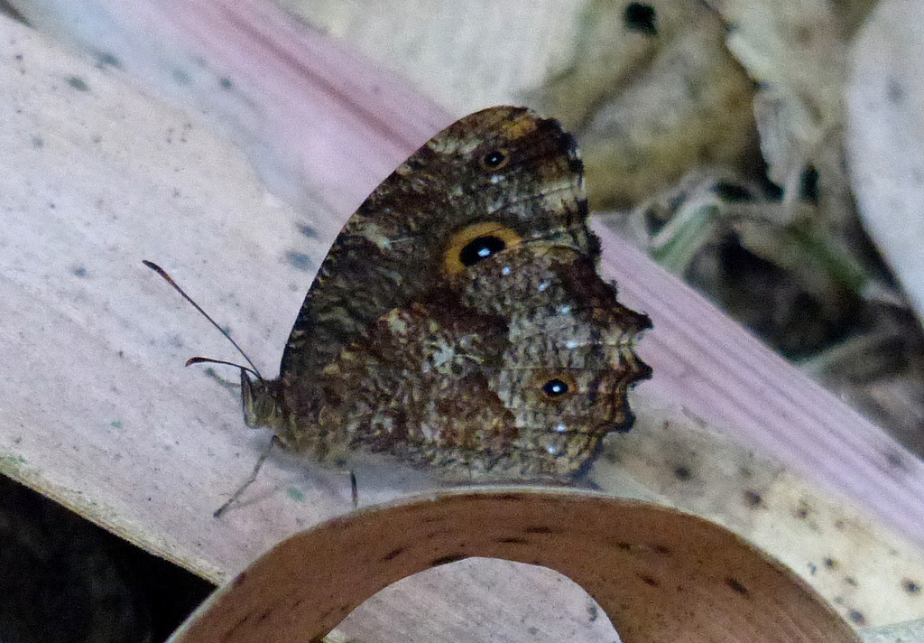 Heteropsis andravahana from Ifanadiana, Madagascar on October 9, 2012 ...