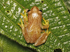 Afrixalus dorsimaculatus