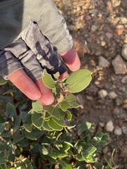 Arctostaphylos catalinae