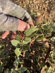 Arctostaphylos catalinae