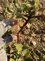 Arctostaphylos catalinae