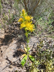 Berkheya carlinoides
