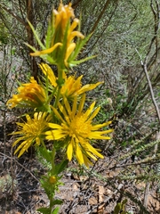 Berkheya carlinoides