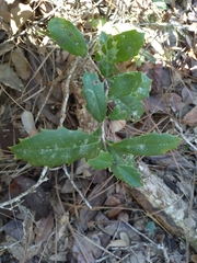 Ilex opaca image