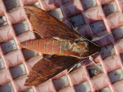 Theretra pallicosta