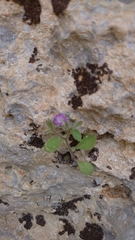 Campanula delicatula