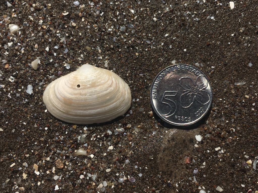 surf clams