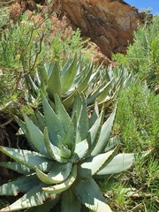 Aloe perfoliata
