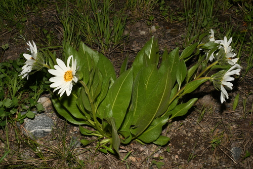 Image of Wyethia helianthoides by (c) Brian Finzel, some rights reserved (CC BY-SA)