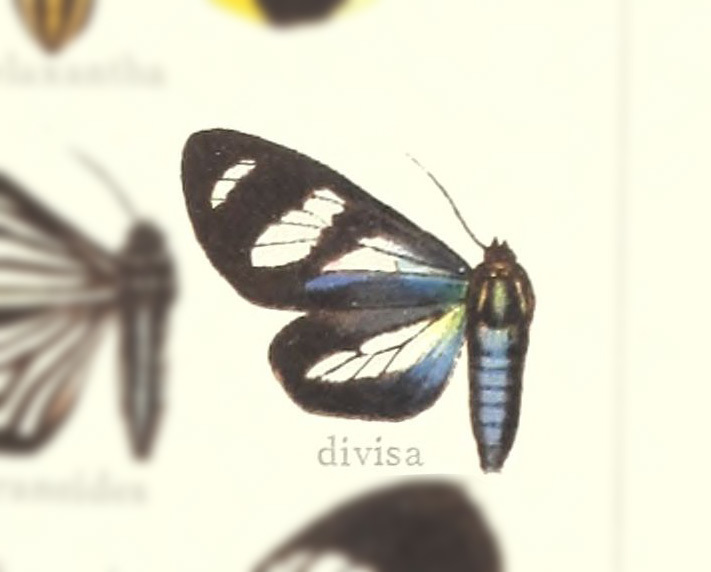 Isostola divisa