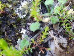 Lobelia ardisiandroides