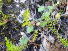 Lobelia ardisiandroides