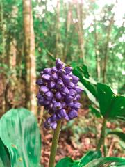 Dichorisandra thyrsiflora