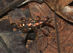 Marshallius multisignatus