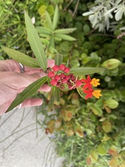 Asclepias curassavica image